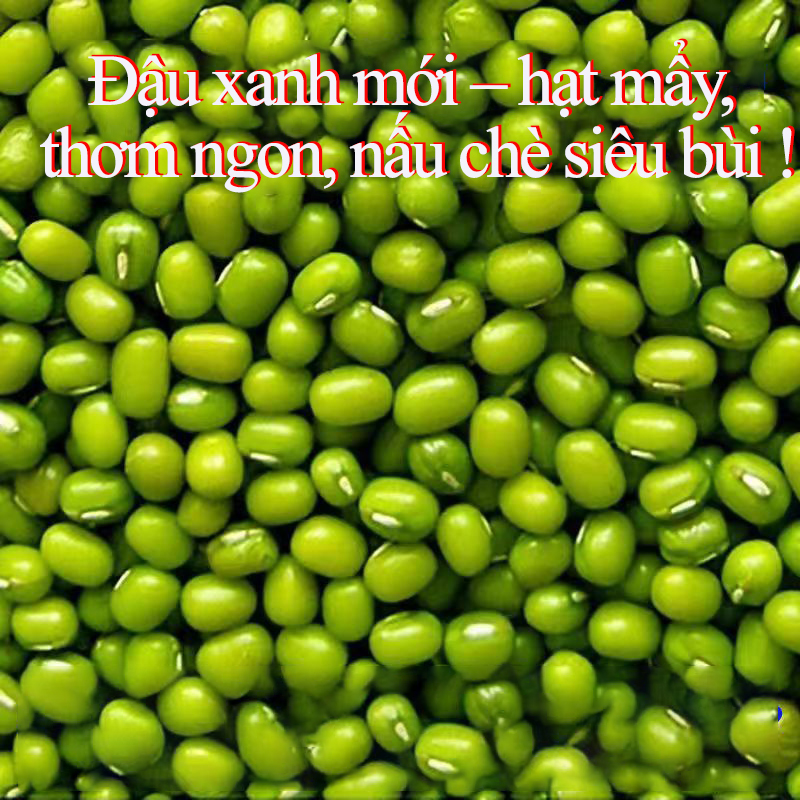 Đậu xanh to mới, đậu tươi, dễ nấu cháo, thơm ngon, hạt chắc, mềm bùi dễ ăn.