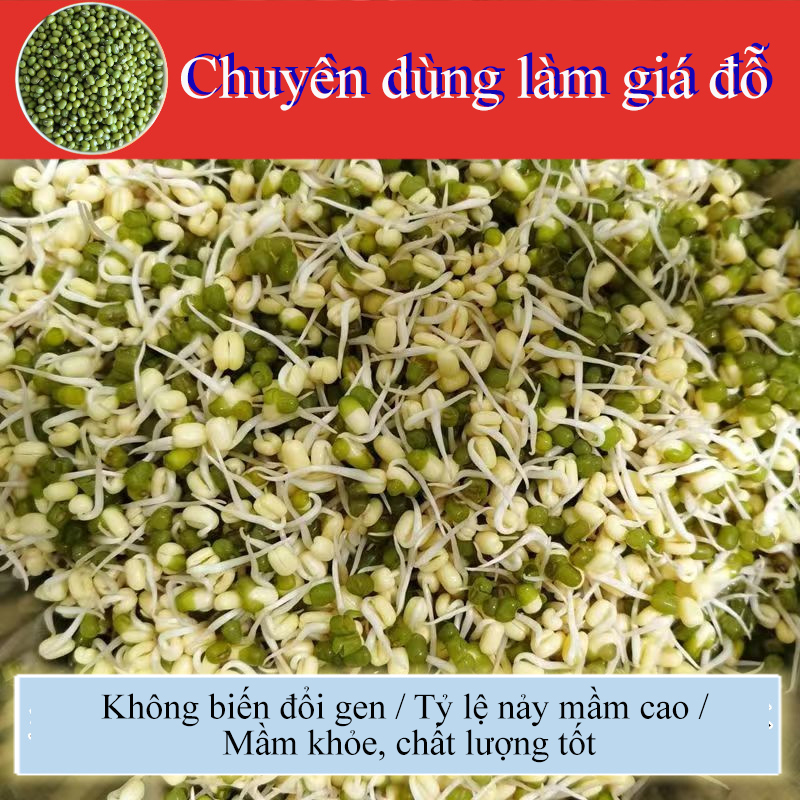 Đậu xanh chuyên làm giá, hạt nhỏ, dễ nảy mầm, không biến đổi gen, phù hợp ươm mầm, thủy canh sạch.