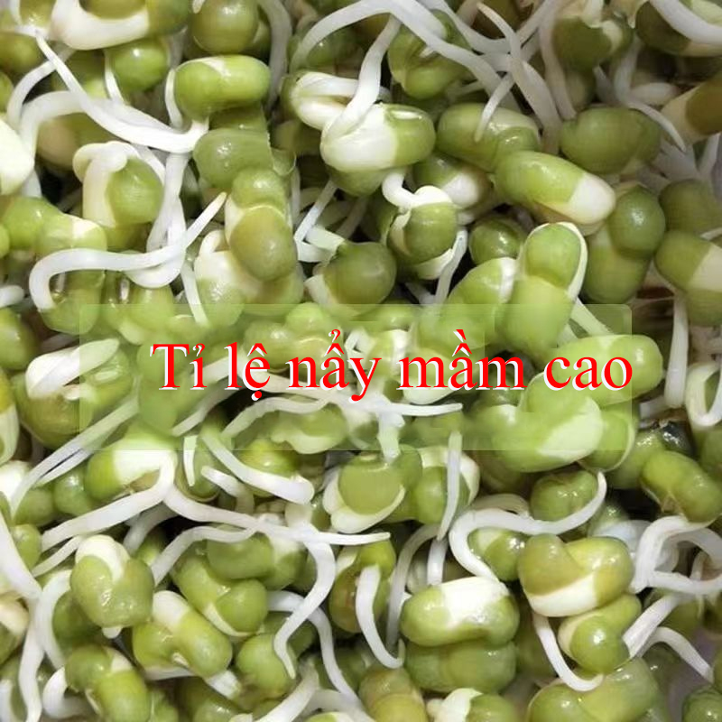 Đậu xanh chuyên làm giá, hạt nhỏ, dễ nảy mầm, không biến đổi gen, phù hợp ươm mầm, thủy canh sạch.