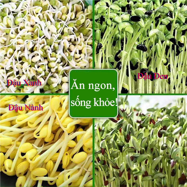 Đậu xanh chuyên làm giá, hạt nhỏ, dễ nảy mầm, không biến đổi gen, phù hợp ươm mầm, thủy canh sạch.